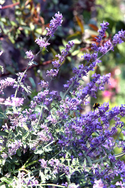 Nepeta Faassenii - Herbe Ã  Chats (Pack de Six)