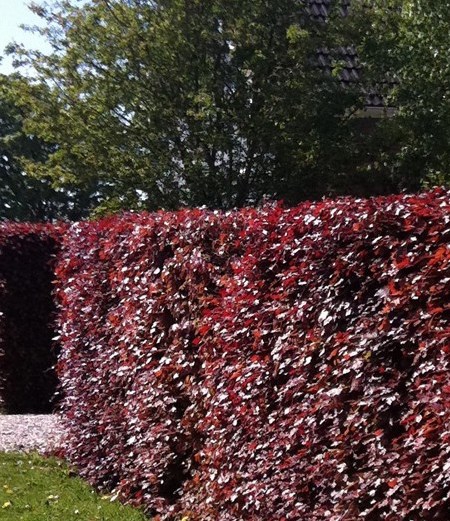 HÃªtre pourpre (Fagus Sylvatica) 'Atropunicea'