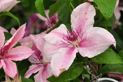 ClÃ©matite Pink Fantasy - Clematis