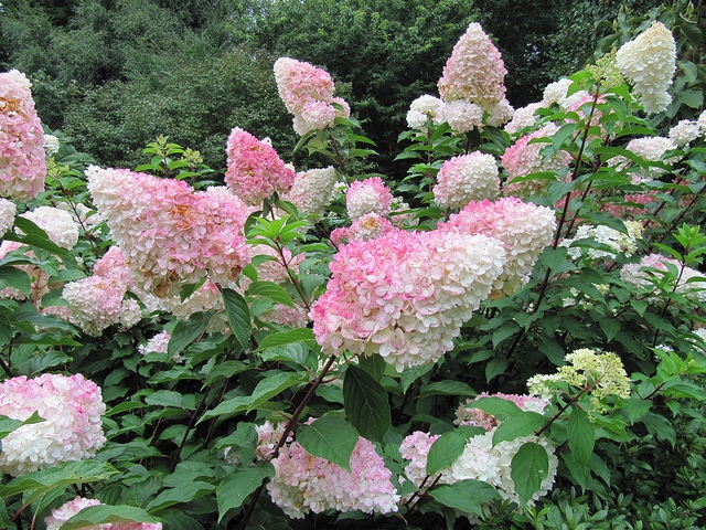 Hortensia Vanille FraiseÂ®