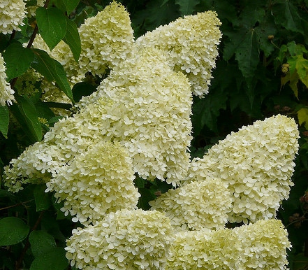 Hortensia LimelightÂ®