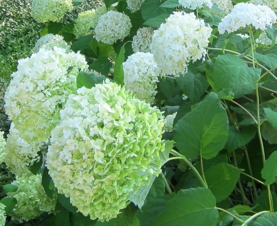 Hortensia Annabelle