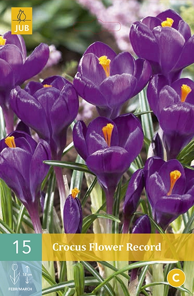 Crocus Flower Record