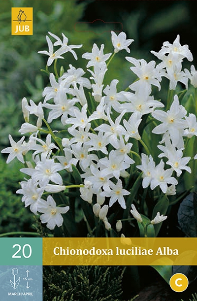 Chionodoxa Lucilea Alba