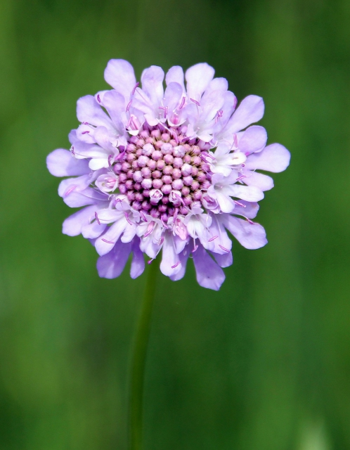Scabiosa caucasica Perfecta - Scabieuse