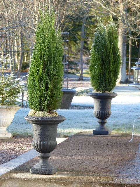 Chamaecyparis Columnaris - Faux CyprÃ¨s de Lawson