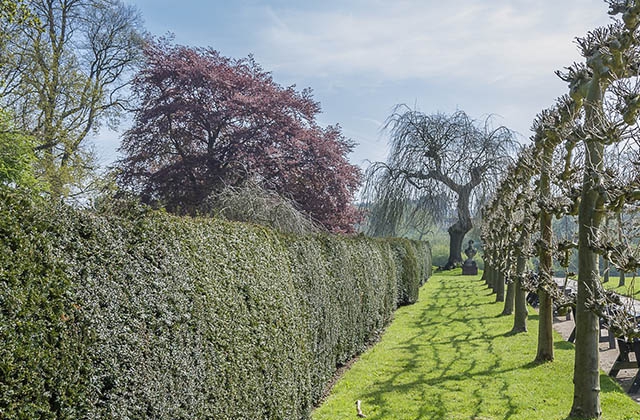 Thuja Occidentalis Brabant - Thuya