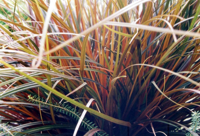 Uncinia rubra - Herbe de feu