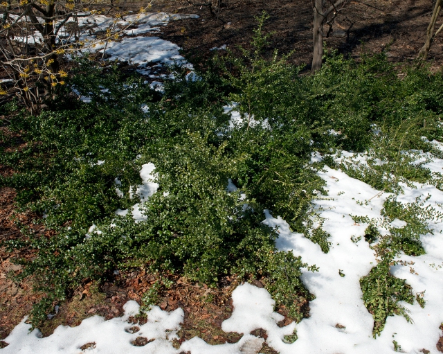 Ilex Crenata Convexa
