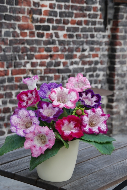 Gloxinia TigrÃ© en MÃ©lange