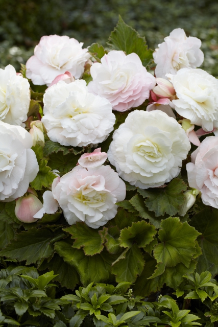 Begonia F1 Superba Blanc