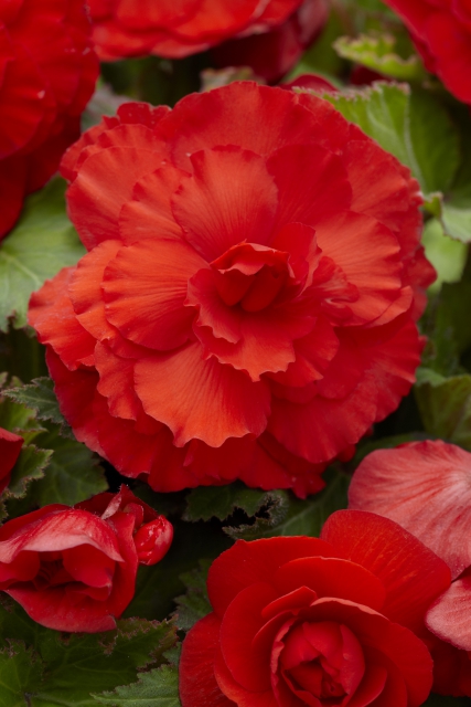 Begonia F1 Superba Rouge