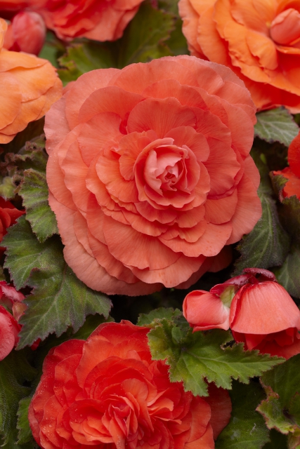 Begonia F1 Superba Saumon