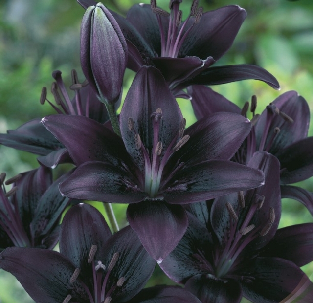 Lilium Asiaticus Noir - Lys (Emballage en vrac)