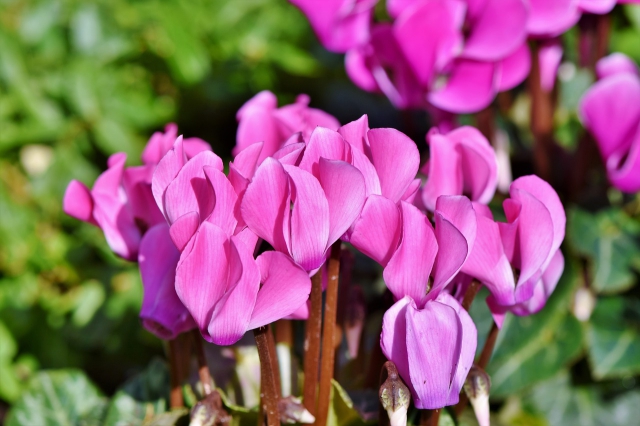 Cyclamen Hederifolium â" Cyclamen de Naples