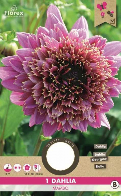 Dahlia Anemone Mambo