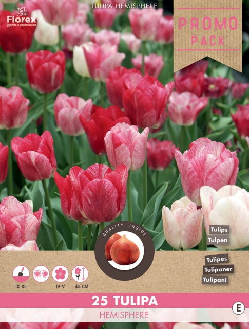 Tulipe Hemisphere