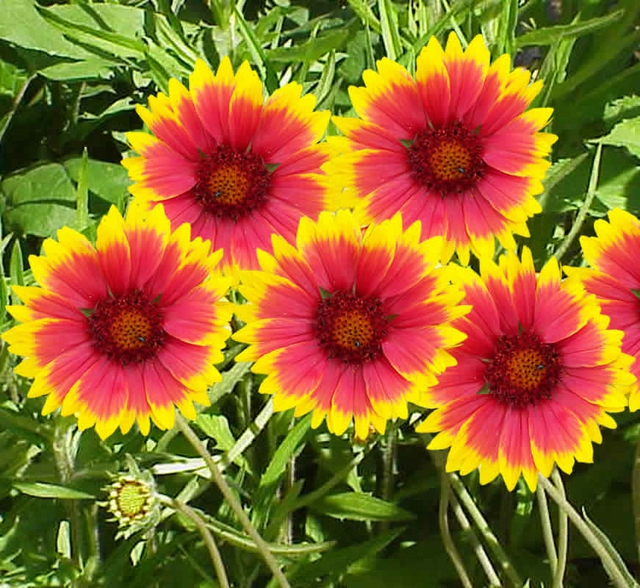 Gaillarde vivace Kobold - Gaillardia (Pack de Six)