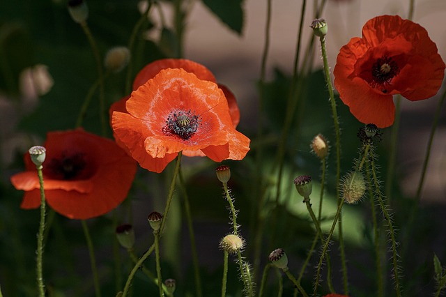 Papaver orientale Rembrandt - Pavot dâOrient (Pack de Trois)
