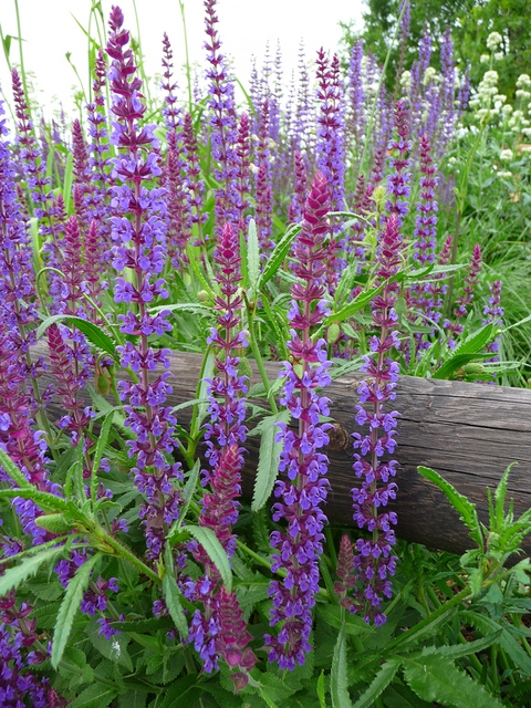 Sauge Caradonna - Salvia Nemorosa (Pack de Trois)
