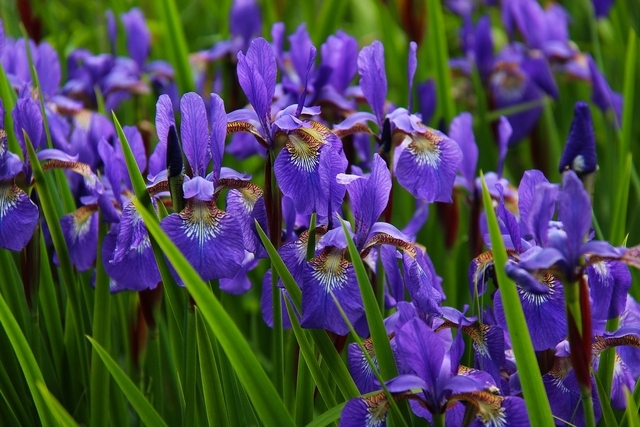 Iris d'Allemagne Alcazar - Iris Germanica (Pack de Six)