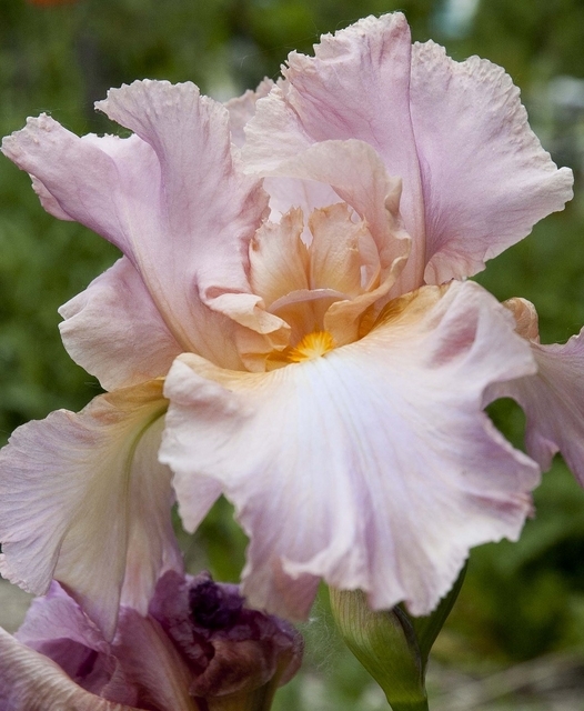 Iris d'Allemagne Constant Wattez - Iris Germanica (Pack de Six)