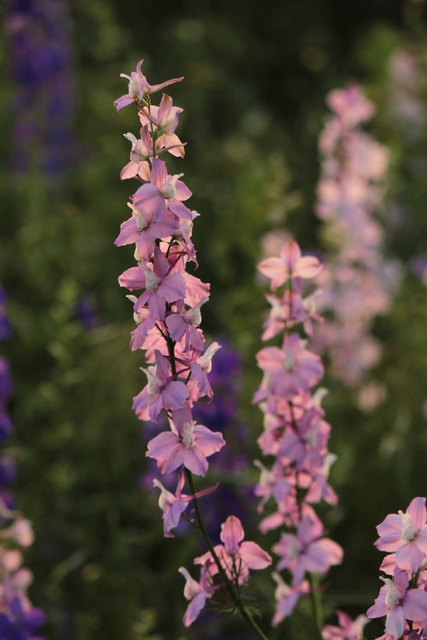 Pied dâAlouette vivace Astolat - Delphinium (Pack de Six)