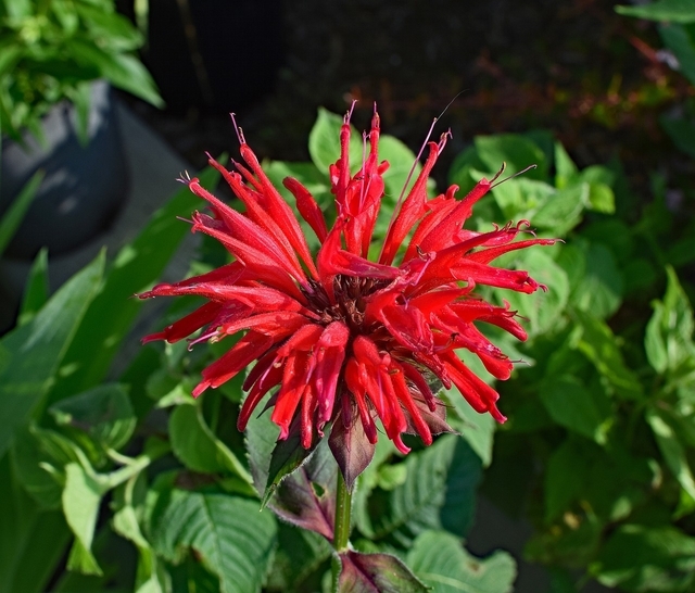 Monarde Cambridge Scarlet - Monarda (Pack de Trois)