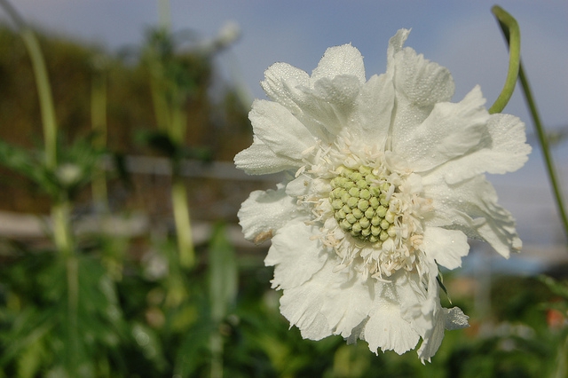 Scabiosa Caucasica Alba - Scabieuse (Pack de Trois)