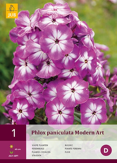 Phlox Violet