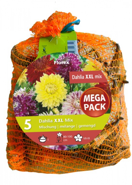 Dahlias Jumbo en mÃ©lange