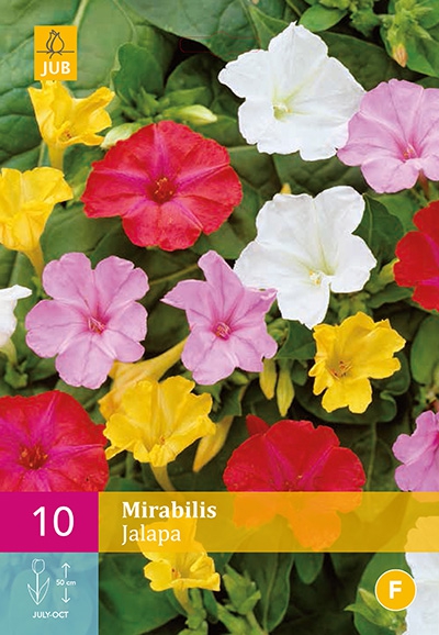 Mirabilis Jalapa Mix â" Belle-de-nuit