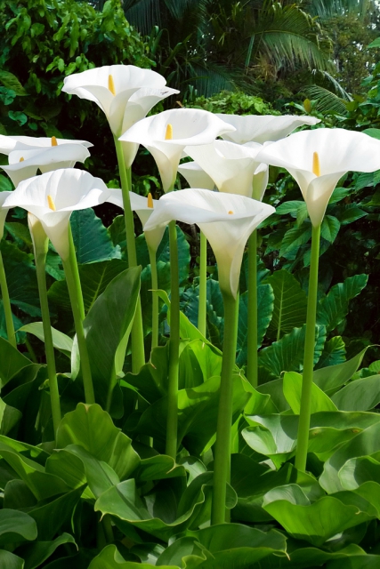 Arum Blanc (Zantedeschia Africana)