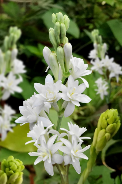 Polianthes Tuberosa The Pearl