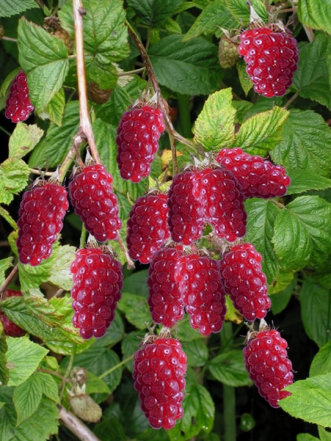 Rubus Tayberry - MÃ»re-Framboise