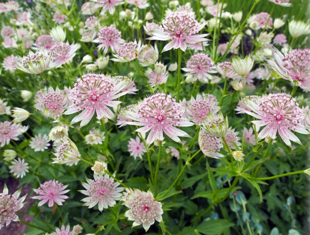 Astrances (Astrantia Major) Plantes en Pot