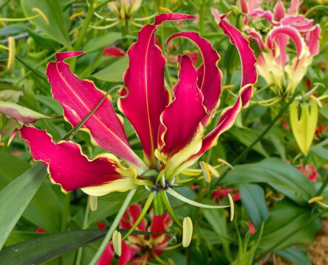 Lis la Flamme - Gloriosa Rothschildiana