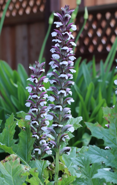 L'acanthe Ã  feuilles molles (Acanthus mollis)