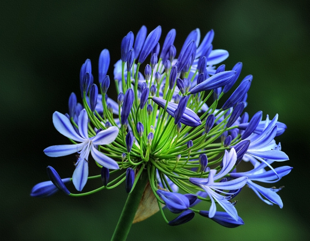 Agapanthes Bleues (en vrac)