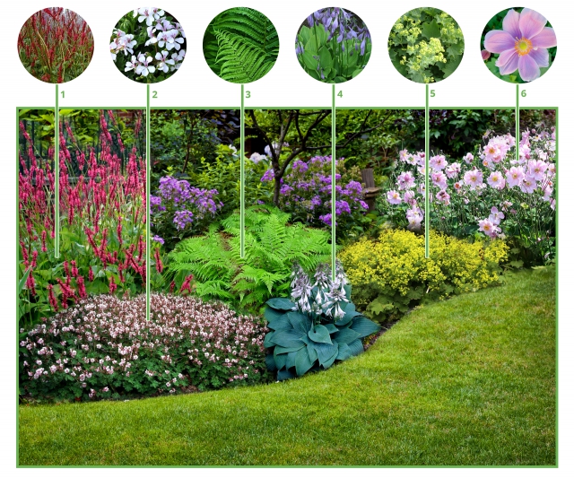 Paquet de plate-bande Jardin dâombre (9 plantes)