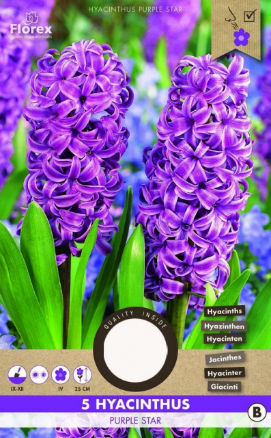 Jacinthe Purple Star