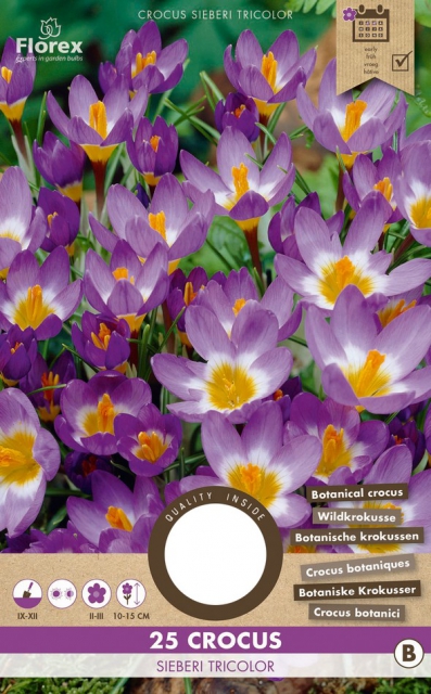 Crocus Sieberi Tricolor
