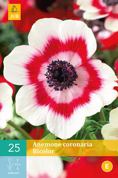 AnÃ©mone Bicolor