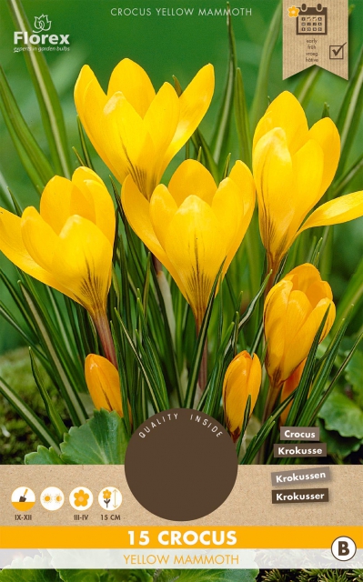 Crocus Yellow Mammoth