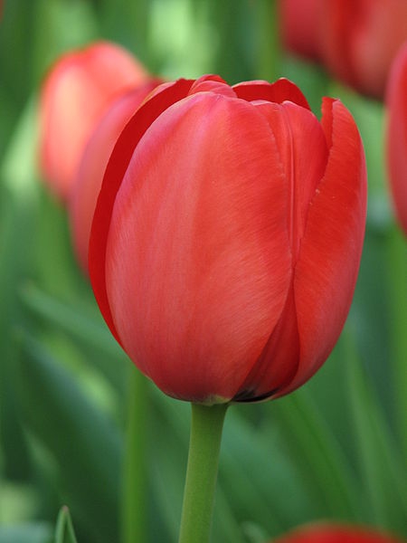 Tulipe Apeldoorn rouge