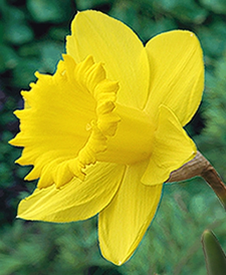 Narcisses Carlton