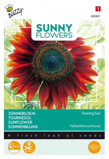 Tournesol - Evening Sun