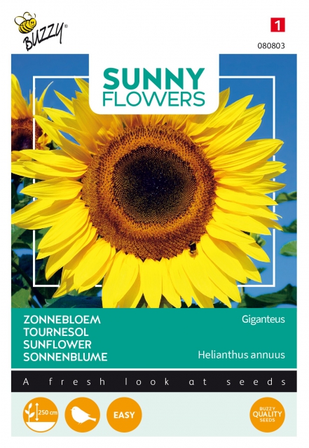 Tournesol â" Helianthus uniflorus gig.