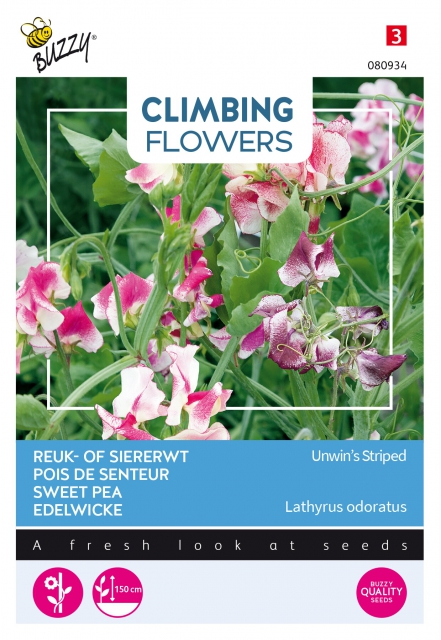 Plantes grimpantes Lathyrus Unwin's Striped