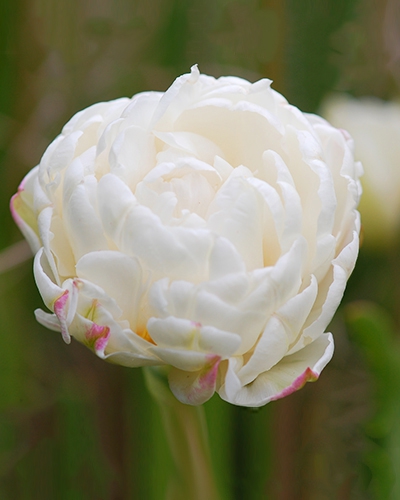 Tulipe Mount Tacoma